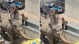西班牙：一男子疑因捡手机掉进恐龙雕像内死亡
