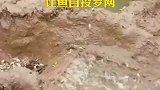 牛人高效捕鱼术，逆流而上的习性