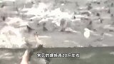 年年有“鱼”！浙江杭州湘湖一渔民捞到120斤鱼王后放生