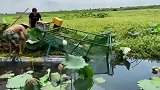 养虾也要会割草，割草机会伤害海鲜，种植户亲自上场清理！