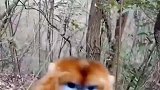 偶遇金丝猴正好带橘子给它一个