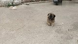 路遇迷路小奶狗求助，太危险，只有先引诱到安全的地方