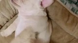 两只小浣牛