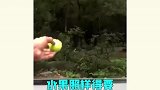 不正经猴子图鉴，这些操作真是意想不到