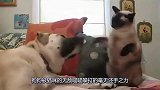 一只没骨气的猫咪，对着狗狗撒娇卖萌，主人都没眼看