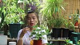 养天竺葵，有个“小秘诀”要记住，轻轻松松长满新叶片
