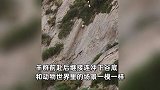 羊群效应具象化了！领头羊近乎垂直摔落山崖，羊群前赴后继接连冲下谷底