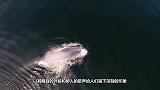 鲸鲨跳到岸上吓坏众人，鲨都别动啊！我自己下去