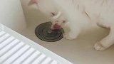 猫：主人你这水不干净，我给你放掉！