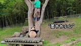 福宝怕姜爷爷下树摔跤，在树下抱住爷爷的脚