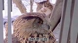 猫原来这就是空姐