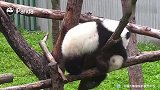 小团子打架，招招卖萌