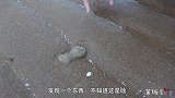 舍不得螃蟹套不着川子，赶海捡了海瓜子和虎头蟹回家下锅！