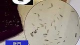 女子回家发现满地瓜子壳，一看竟是狗子磕的