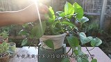 夏季养绿萝，4个因素给到位，不仅不易腐烂，还嗖嗖长