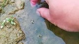 这种鱼最好吃，你们那边有吗？