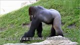 59岁的黑猩猩临终前拒绝进食，后来相识44年的老人出现，暖哭