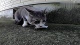狸花猫得到一条鱼准备开吃，却引来一群猫窥视，狸花猫霸气尽显