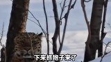 1司机开车进山偶遇野生豹子
