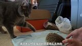 刺猬错把猫咪当妈妈,每天往猫窝里钻,喵星人娃怎么扎手