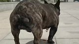 斗法犬玩滑板车，也太厉害了！网友：这金链子有点晃眼！