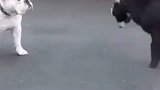 小山羊挑衅斗牛犬，以为会碾压，结局却意想不到！