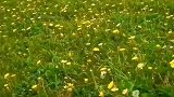 6月伊犁尼勒克乔尔玛附近的草原野花