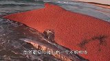 海面漂浮30米长的庞然大物，专家查看后，却命令马上撤离！