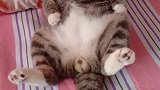 猫提起过上老年生活了，天天躺床上真舒服！