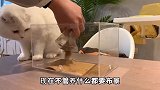 你们见过给宠物的宠物养宠物吗？这是一种什么体验？