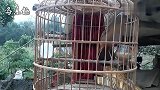 农村画眉鸟上性大叫，叫声洪亮，太好听了