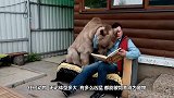 男子为测试自家老虎，把手伸进虎口里，让人意外的画面出现了