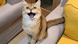 猫咪抓不到苍蝇急得哇哇叫，抓住叼嘴里满屋子藏，最后没忍住吃了