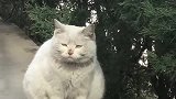 白猫：刚被赶出来流浪，也不知道该怎么融入它们，好惆怅