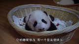 三只小熊猫睡觉觉，有的打打闹闹，有的还做了恶梦，都不老实啊