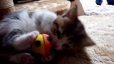 抱着球球玩耍的猫咪，这蜷缩在一起的模样，好可爱呢！
