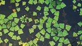 有人认识这是什么吗？