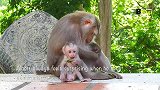 艾伯特看见猴子阿米拉太开心，忙扑上去，猴妈的做法让小猴子崩溃