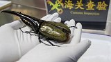 贵阳 海关查获一只19.5厘米巨型甲虫