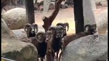 吃瓜不看物种，毕竟谁不爱看热闹呢