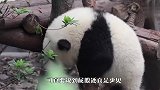 你们见过熊猫的屁股吗？圆乎乎的太可爱了，场面萌翻了