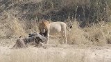 雄狮独自捕猎野牛—肚子快撑爆了，准备把牛藏起来