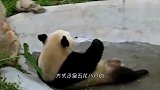 看大熊猫泡澡,可以承包我一年的笑点！镜头记录全程