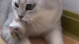 猫咪叼着一只胖乎乎的老鼠，就是不松口，难道想吃吗？