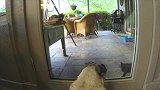 狗狗在门边上趴着，主人怎么叫都不动，是个不怕挨打的家伙！
