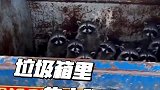 垃圾箱里的小顽皮，小浣熊的美食狩猎