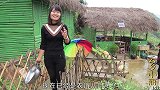 茅草屋周围鸡枞出得太多，总共出了8窝，这月份还能捡到不多见