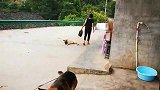 养三条狗，一个月负担还是不小的，不过不开心有你们陪着还是挺好
