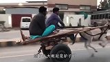 主人给驴子卸货，驴子突然发怒不干了，镜头录下搞笑一幕