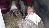 小女孩真有爱心，用自己的奶瓶喂小猪，看它们吃的多香啊！